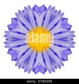 Crisantemo blu fiore Mandala. Caleidoscopio di Centaurea cyanus isolati su sfondo bianco Foto Stock
