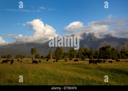 Il pascolo di bestiame in pianure vicino ghiacciaio Fox con il Sud delle Alpi in distanza, di South Island, in Nuova Zelanda Foto Stock