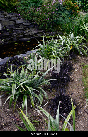 Astelia chathamica lancia argento fogliame verde nero lascia Ophiopogon planiscapus Nigrescens erba ornamentale mix piantando mescolato Foto Stock