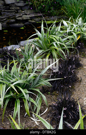 Astelia chathamica lancia argento fogliame verde nero lascia Ophiopogon planiscapus Nigrescens erba ornamentale mix piantando mescolato Foto Stock