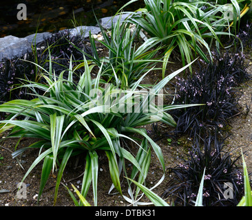 Astelia chathamica lancia argento fogliame verde nero lascia Ophiopogon planiscapus Nigrescens erba ornamentale mix piantando mescolato Foto Stock