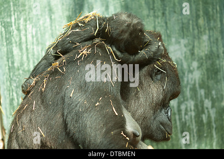 Sleeping baby gorilla sulle madri indietro Foto Stock