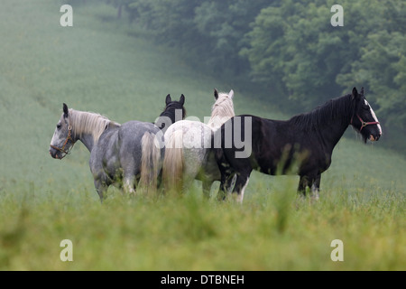 Shire cavalli sono in un pascolo Foto Stock