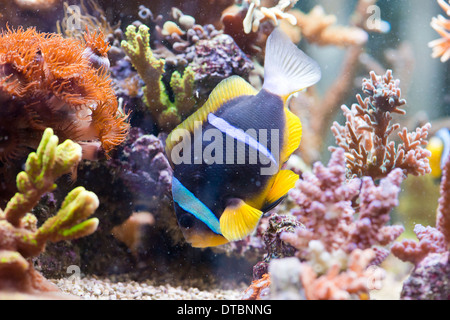 Amphiprion clarkii - Clarkii Clownfish - colorati pesci di mare Foto Stock