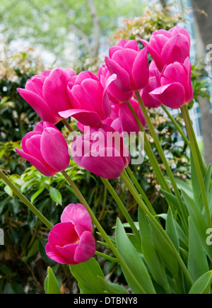 La molla tulipani nel Bryant Park di New York City STATI UNITI D'AMERICA Foto Stock