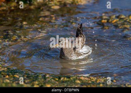 Purple Sandpiper in inverno piumaggio di balneazione in acqua di mare. Foto Stock