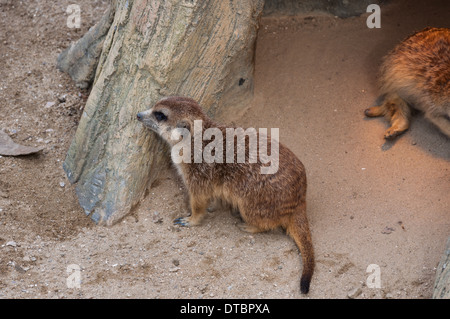 Meerkats a Seoul Zoo. Foto Stock