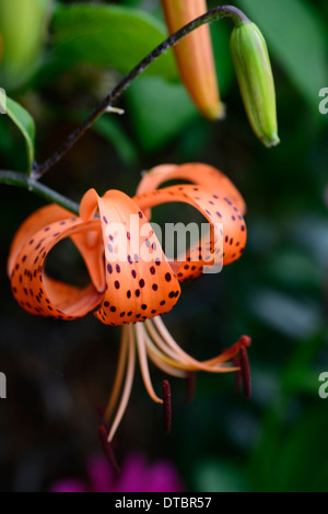 Lancifolium Lilium tigrinum splendens arancione screziato marcature closeup fiori ritratti di piante i bulbi tiger lily gigli Foto Stock