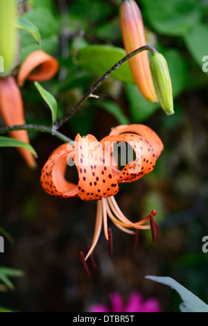 Lancifolium Lilium tigrinum splendens arancione screziato marcature closeup fiori ritratti di piante i bulbi tiger lily gigli Foto Stock