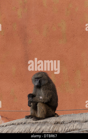 Babbuino oliva a Seoul Zoo. Foto Stock