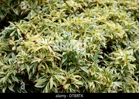 Sarcococca japonica Flaming argento giallo oro verde fogliame variegato contrasto shubs arbusto sempreverde Foto Stock