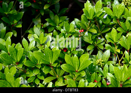 Skimmia japonica nymans foglie verdi fronde arbusti sempreverdi arbusto di crescita ad alta densità di spessore Foto Stock