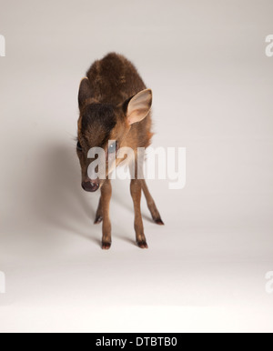 I capretti Muntjac deer in studio Foto Stock