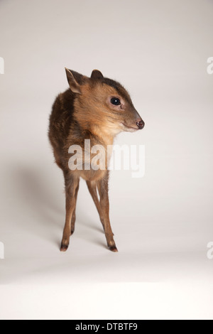 I capretti Muntjac deer in studio Foto Stock