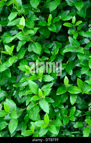 Viburnum tinus eve price Laurustinus foglie verde fogliame denso di arbusti arbusto Foto Stock