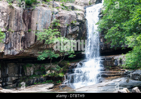 Cascata in una giungla. Foto Stock