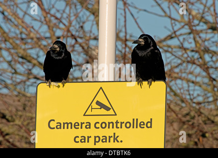 Coppia di Rooks-Corvus frugilegus, arroccato su una telecamera controllata segno parcheggio in Tesco's Car Park, Lewes, East Sussex, Regno Unito Foto Stock