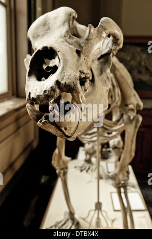 Lo scheletro di un orso delle caverne al Teylers Museum di Haarlem, Olanda Settentrionale, Paesi Bassi Foto Stock