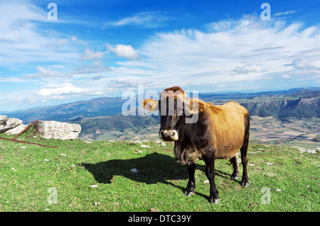 Mucca marrone di pascolare su campo di montagna Foto Stock