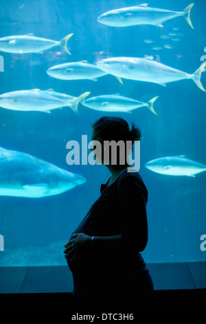 Gravidanza metà donna adulta la visione di pesce in acquario Foto Stock