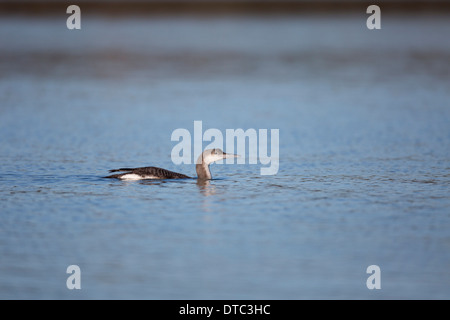 Black Throated Diver; Gavia arctica; inverno; Regno Unito Foto Stock