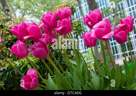 La molla tulipani nel Bryant Park di New York City STATI UNITI D'AMERICA Foto Stock