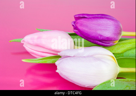 Bundle di tre Duth tulipani su uno sfondo rosa Foto Stock