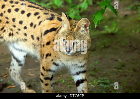 Serval Cat (Leptailurus serval) in un habitat della foresta Foto Stock