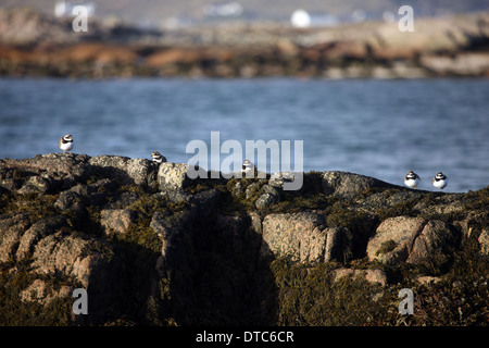 Di inanellare plovers seduti sulle rocce a Fidden sull'Isle of Mull nelle Ebridi Interne con le case di Iona in background Foto Stock