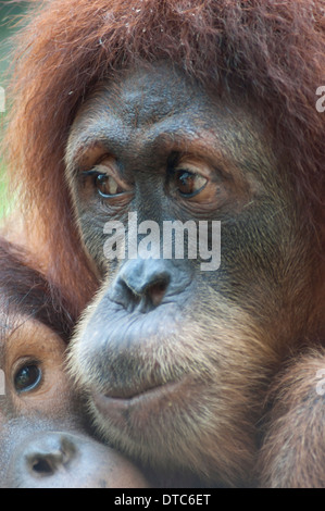 Due orangutan, un giovane e un adulto a Singapore Zoo. Foto Stock