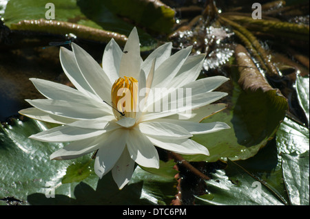 Un bianco e giallo acqua giglio fiore con damselfly a Bali Foto Stock