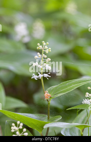 Falso Il giglio della valle Foto Stock