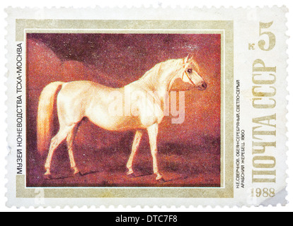 Unione Sovietica - circa 1988: un timbro stampato in URSS mostra pittura 'Grigio Chiaro stallone arabo' da Sverchkov Nikolai, serie, circa 1988 Foto Stock