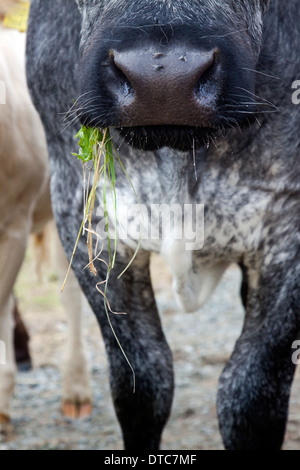 Una mucca masticare erba e con vola sul suo naso Foto Stock