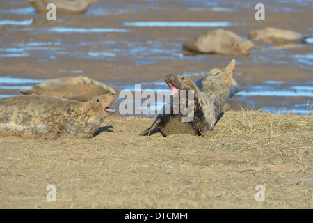 Guarnizione grigio (Halychoerus grypus - Halichoerus grypus) femmine grunting gli uni contro gli altri in Colonia Foto Stock