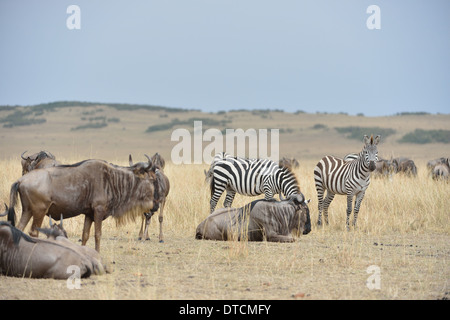 Le pianure zebra - Burchell's zebra (Equus quagga - ex Equus burchellii boehmi) e blu gnu in appoggio nella savana Foto Stock