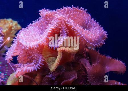 Aquarium Coral reef Foto Stock