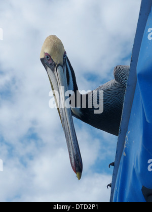 Brown pelican guardando sopra il tetto di una barca in Messico. Foto Stock