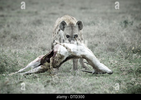 Un spotted hyena Crocuta crocuta con un impala. Serengeti . Tanzania Foto Stock