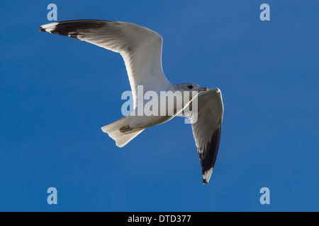 Gabbiano comune (Larus canus) in volo, Cambridgeshire, Inghilterra Foto Stock