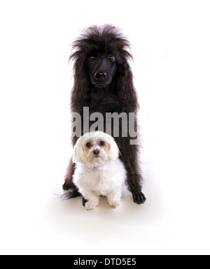 Grande barboncino nero cane con piccole bianco cane maltese isolati su sfondo bianco Foto Stock