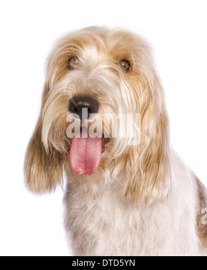 Petit basset griffon vendeen cane con la lingua di fuori di testa isolata shot Foto Stock