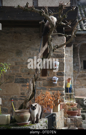 Gatti nel villaggio di collina di Penne, affacciato sul Aveyron River Valley, Tarn, Occitanie, Francia Foto Stock