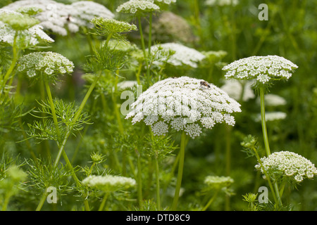 Dente di prelevamento, bisnaga, toothpickweed, khella, Zahnstocher-Ammei, Echter su Ammei, Zahnstocherkraut, Ammi visnaga, Daucus visnaga Foto Stock