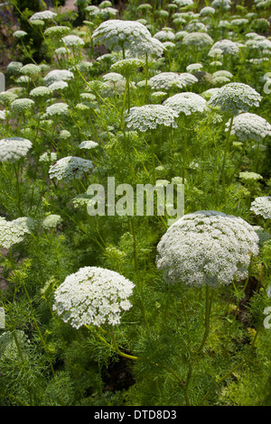 Dente di prelevamento, bisnaga, toothpickweed, khella, Zahnstocher-Ammei, Echter su Ammei, Zahnstocherkraut, Ammi visnaga, Daucus visnaga Foto Stock