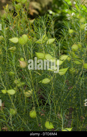 Impianto d'oca, Milkweed, Sildweed, cottonbush, Ballonpflanze, Blasenfrucht, Seidenpflanze, Gomphocarpus fruticosus, Asclepias Foto Stock