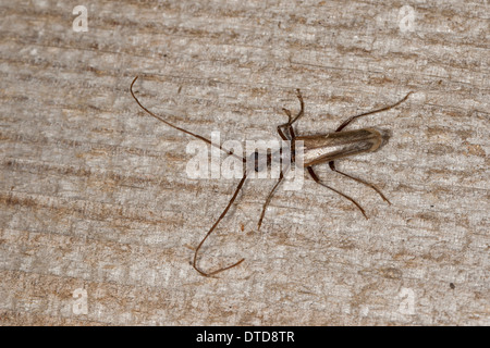 Longhorn beetle, maschio, Holzbock, Bockkäfer, Männchen, Vesperus luridus Foto Stock