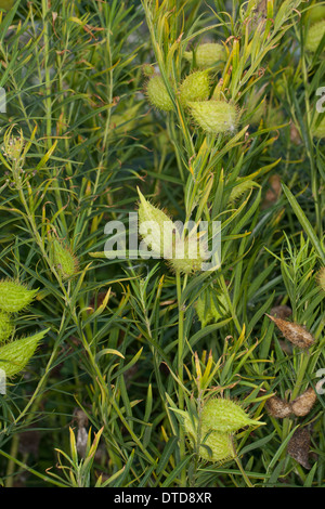 Impianto d'oca, Milkweed, Sildweed, cottonbush, Ballonpflanze, Blasenfrucht, Seidenpflanze, Gomphocarpus fruticosus, Asclepias Foto Stock