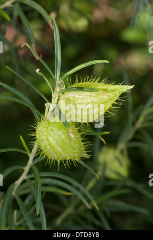 Impianto d'oca, Milkweed, Sildweed, cottonbush, Ballonpflanze, Blasenfrucht, Seidenpflanze, Gomphocarpus fruticosus, Asclepias Foto Stock