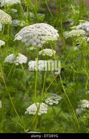 Dente di prelevamento, bisnaga, toothpickweed, khella, Zahnstocher-Ammei, Echter su Ammei, Zahnstocherkraut, Ammi visnaga, Daucus visnaga Foto Stock